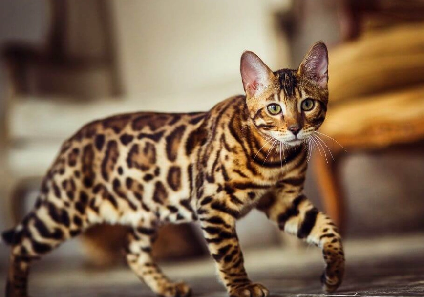 Bengal cat price Bengal cat price
