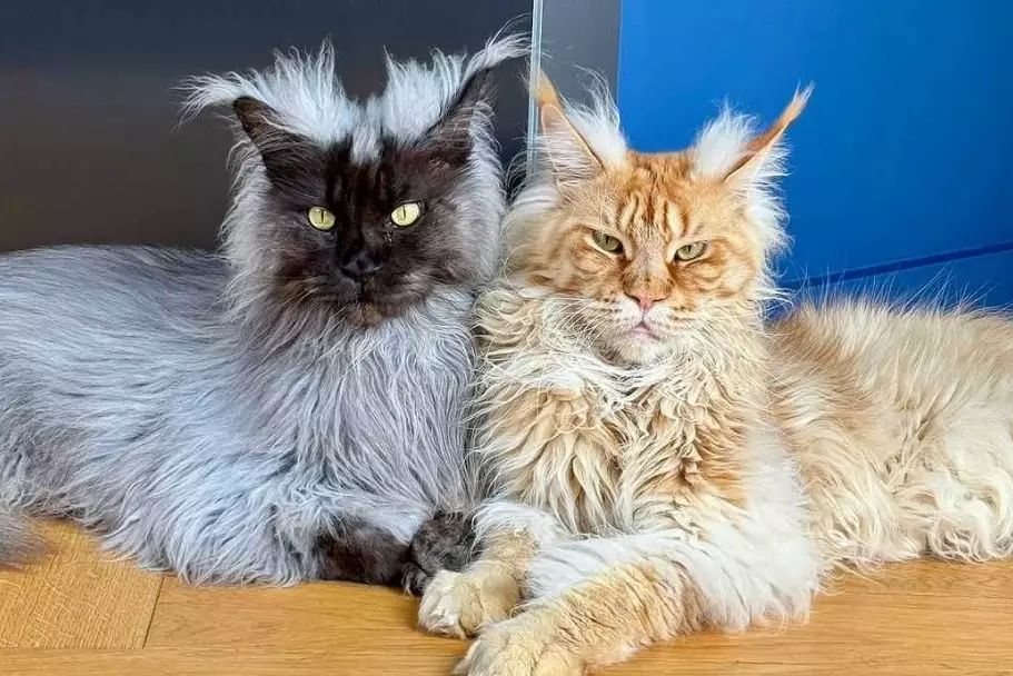 giant Maine Coon cost