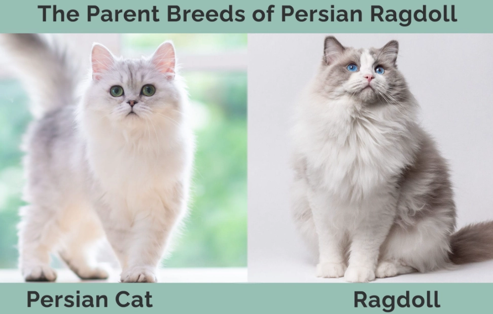 Ragdoll Persian mix Ragdoll Persian mix