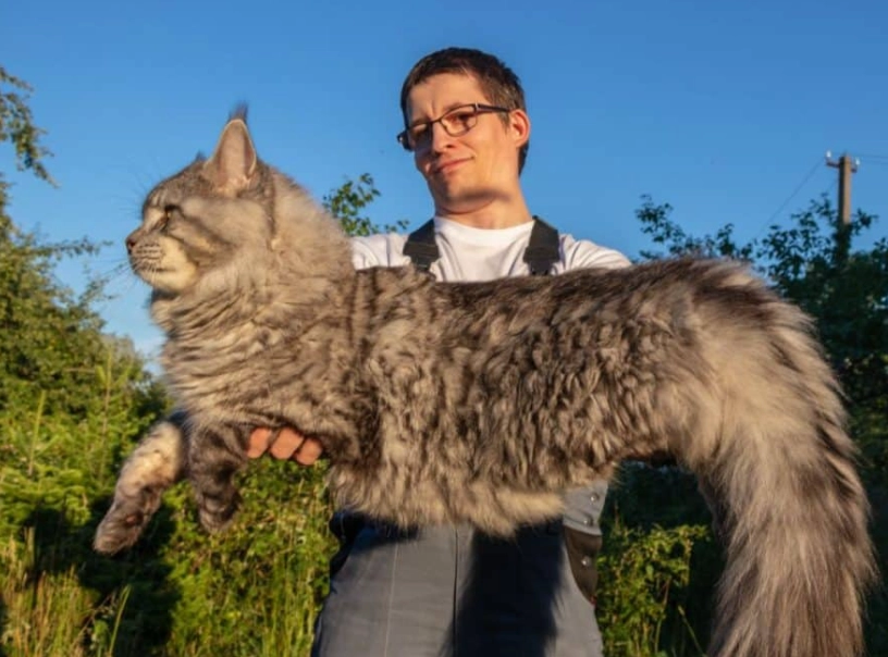 giant Maine Coon cost