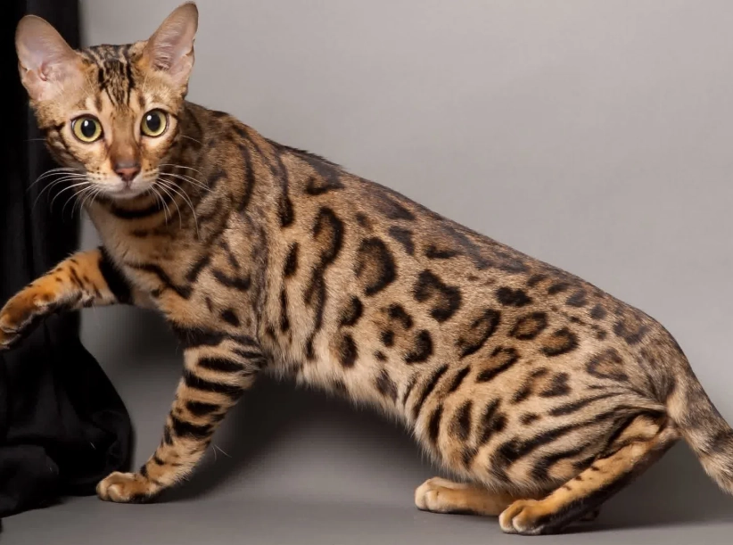Bengal cat cost Bengal cat cost