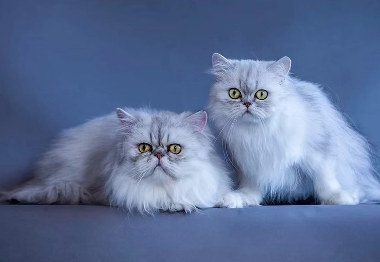 ragdoll cat price ragdoll cat price