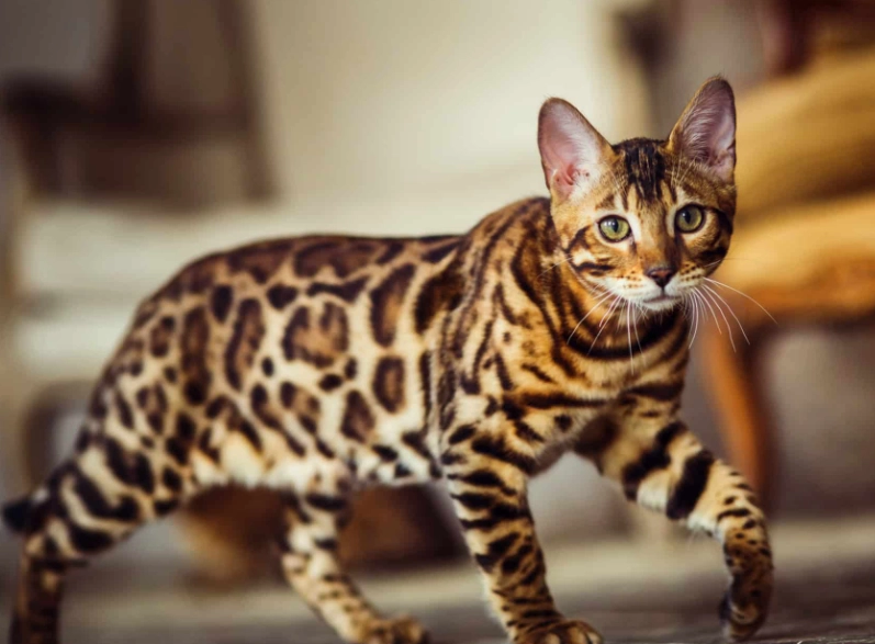 Bengal cat personality