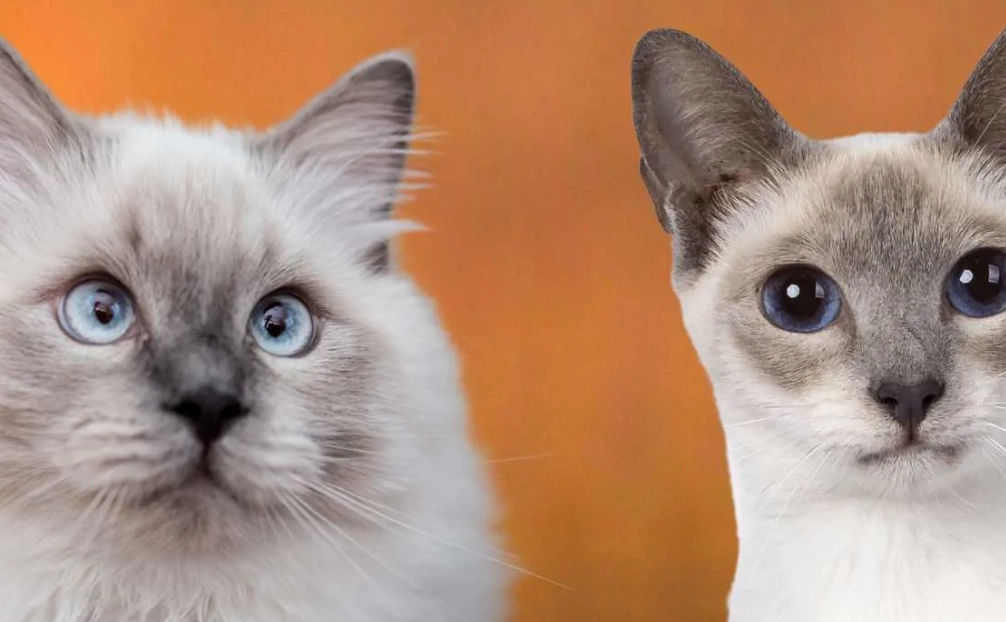 Ragdoll Siamese mix