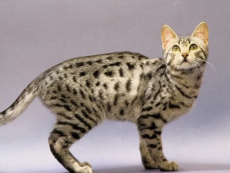 Bengal cat price