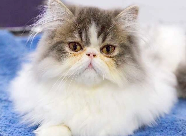 Persian Ragdoll mix personality Persian Ragdoll mix personality