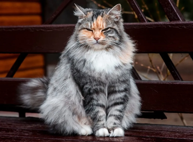 Lynx point Ragdoll Lynx point Ragdoll