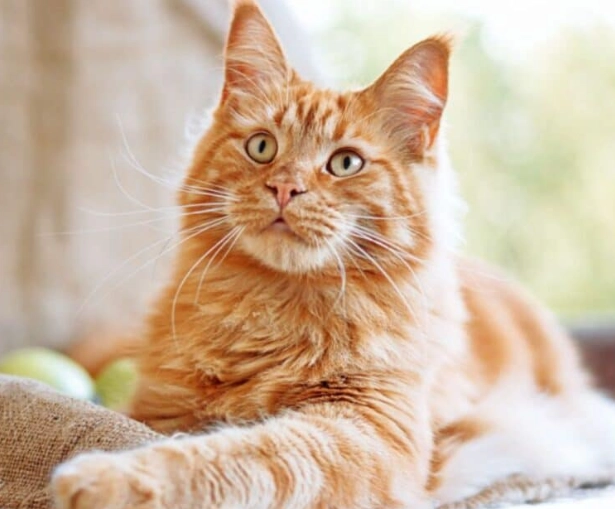 Maine Coon health problems Maine Coon health problems