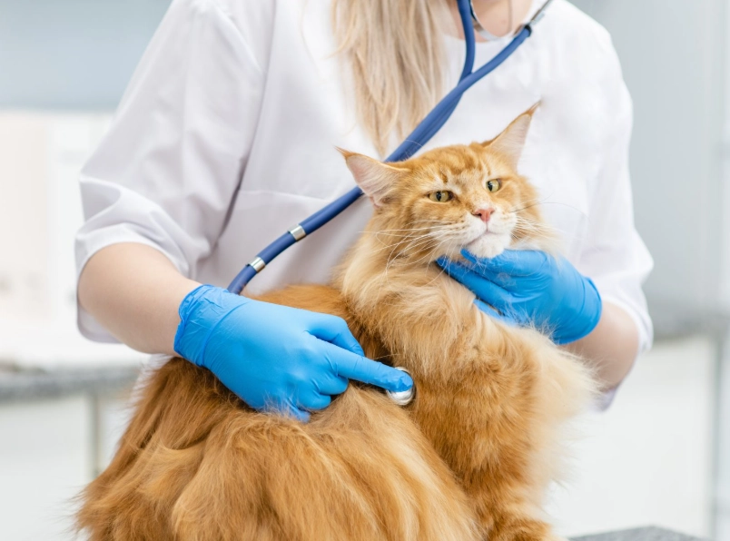 Maine Coon common diseases Maine Coon common diseases