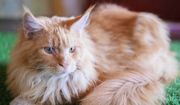 Maine Coon kitten cost