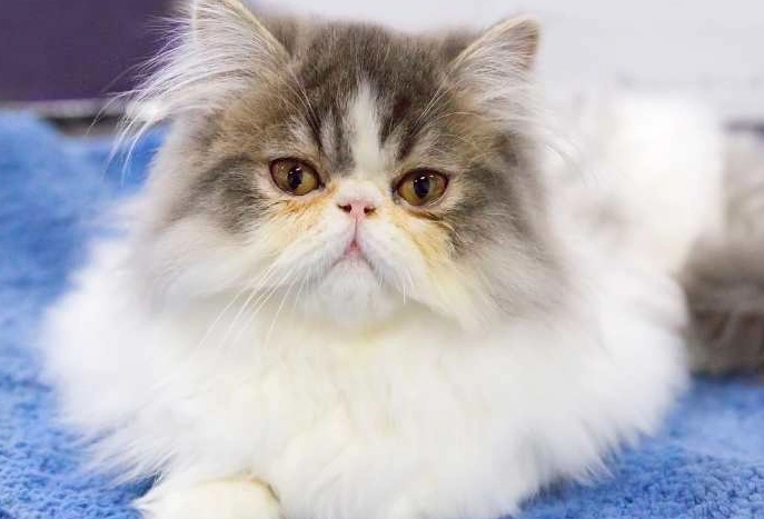 cat breed cost cat breed cost