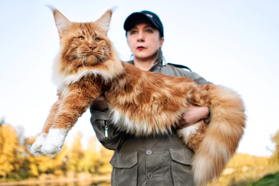 Maine Coon growth chart Maine Coon growth chart