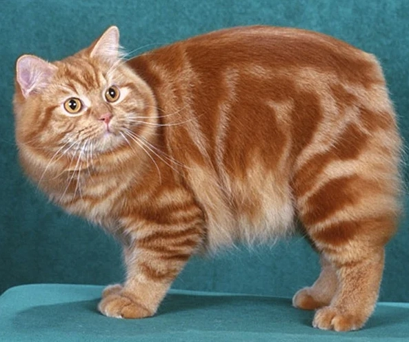 Welsh cat breed