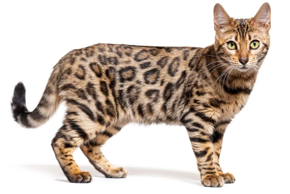 Bengal cat behavior guide