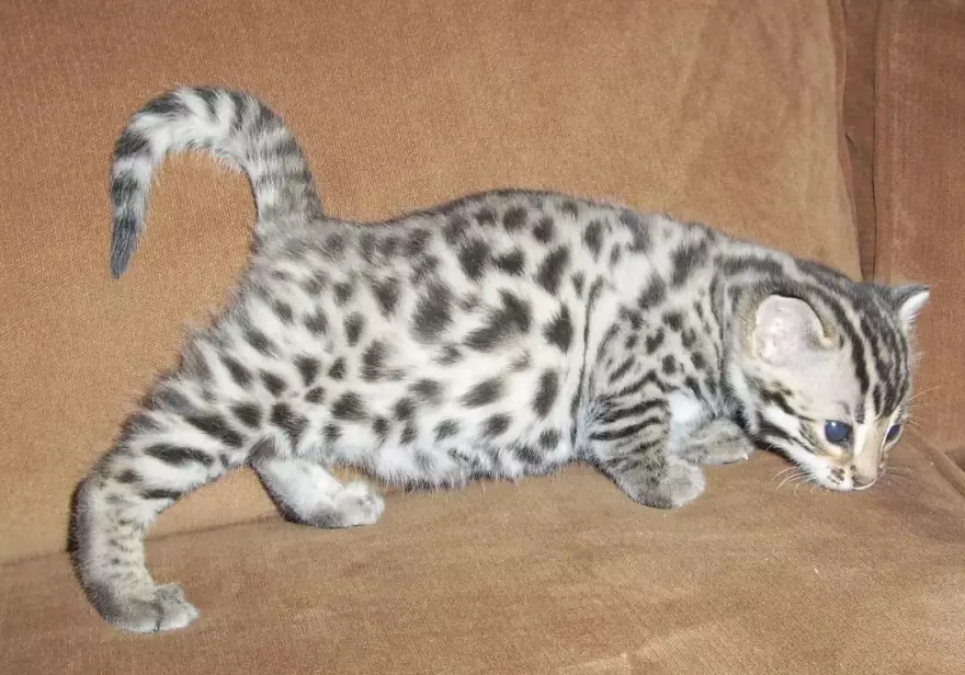 Bengal cat temperament Bengal cat temperament