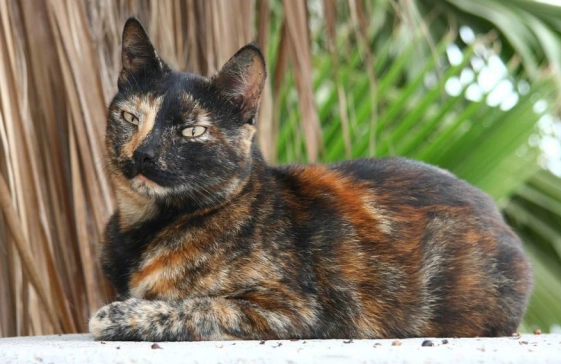 tortoiseshell male cat tortoiseshell male cat