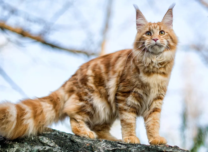 Maine Coon kitten cost