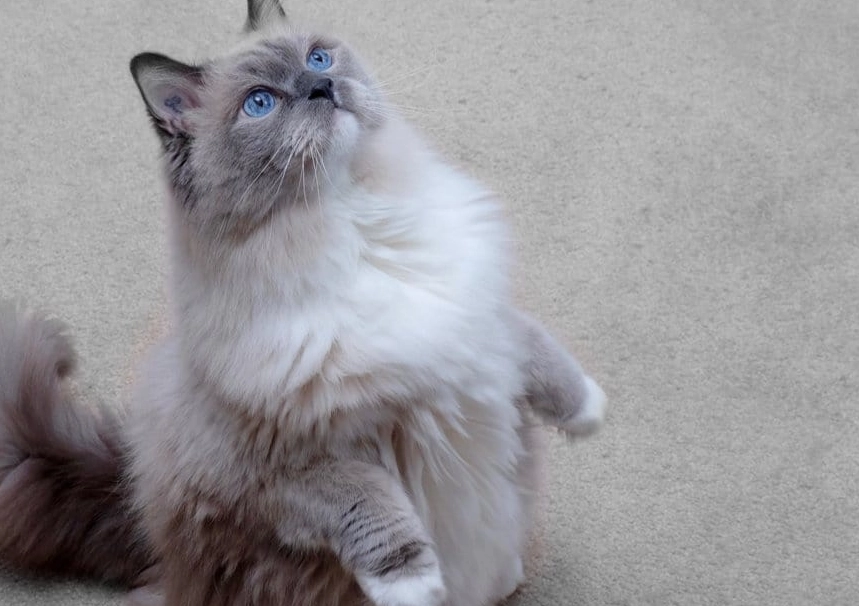 how much is a blue ragdoll cat how much is a blue ragdoll cat