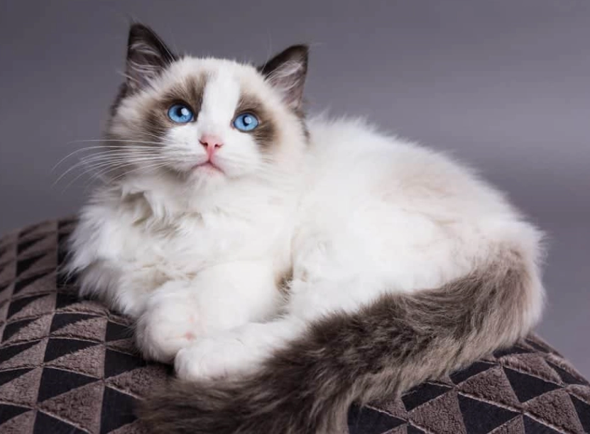 Ragdoll cat cost Ragdoll cat cost