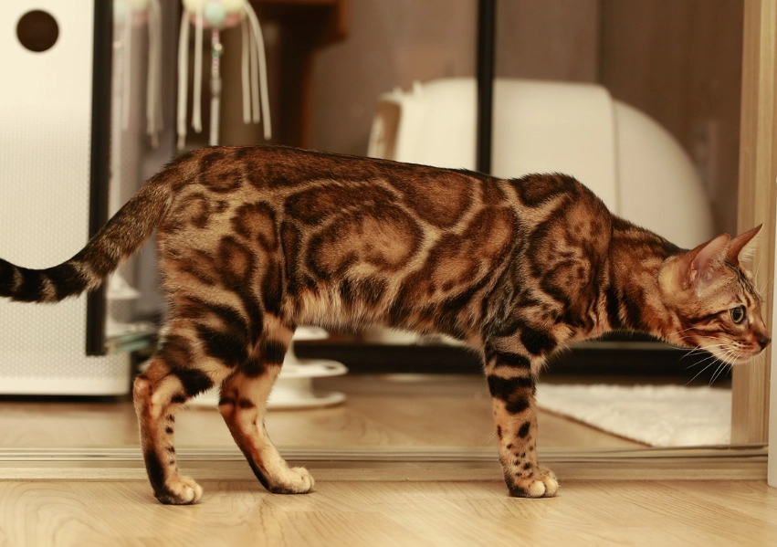 Bengal cat behavior