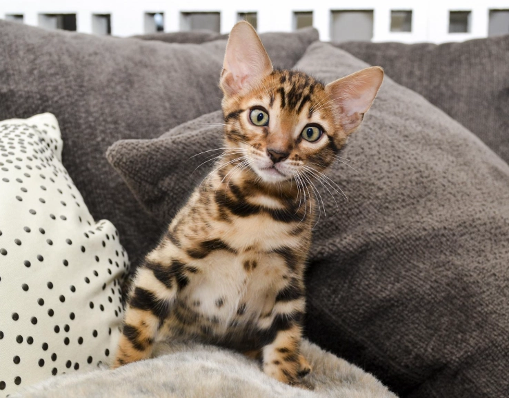 Bengal cat cost