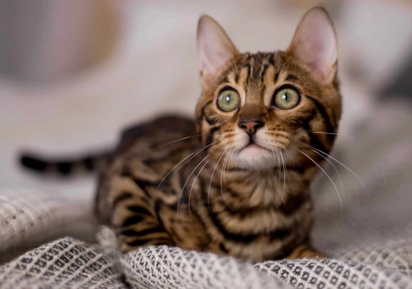 Bengal cats cuddly