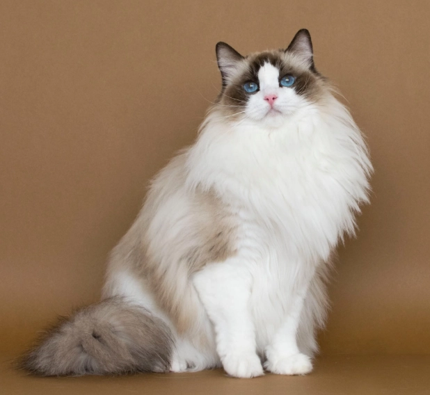 rare Ragdoll cat rare Ragdoll cat