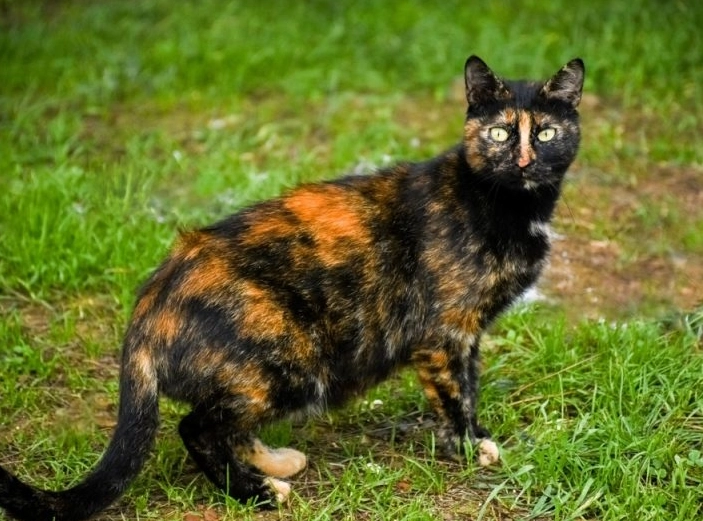 tortoiseshell cat genetics