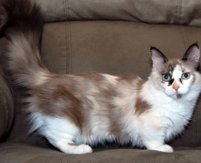 Welsh cat breed