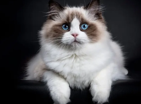 how much is a blue ragdoll cat how much is a blue ragdoll cat