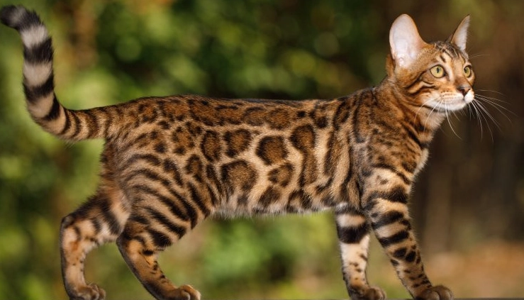 Bengal cat price Bengal cat price