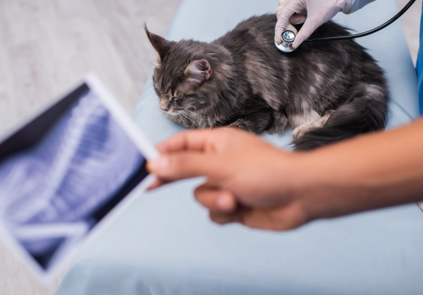 Maine Coon health problems