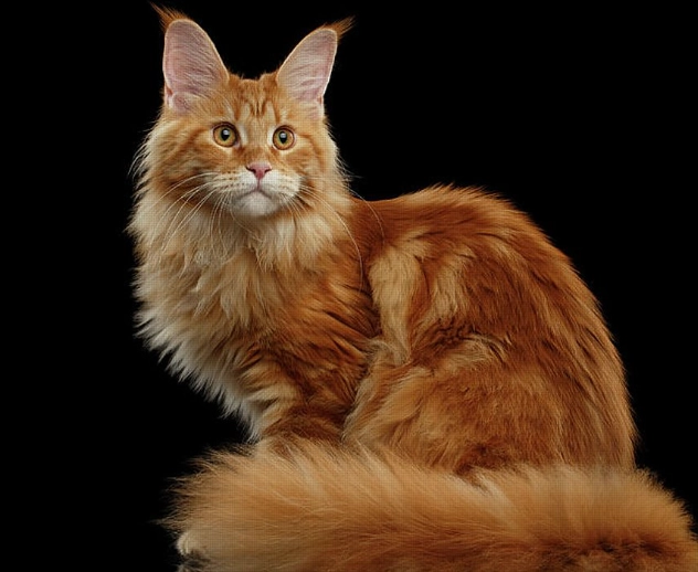 Maine Coon growth chart Maine Coon growth chart