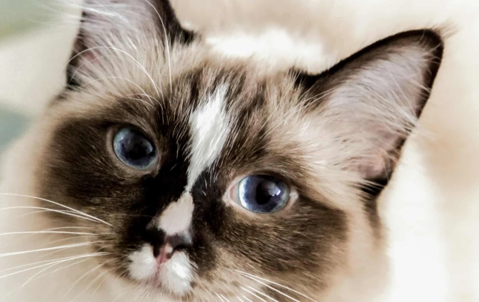 Ragdoll cat price
