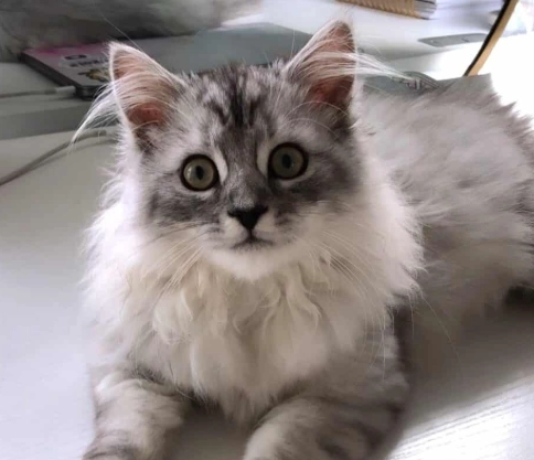 Ragdoll cross tabby cat