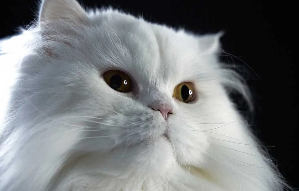 Ragdoll persian cat price