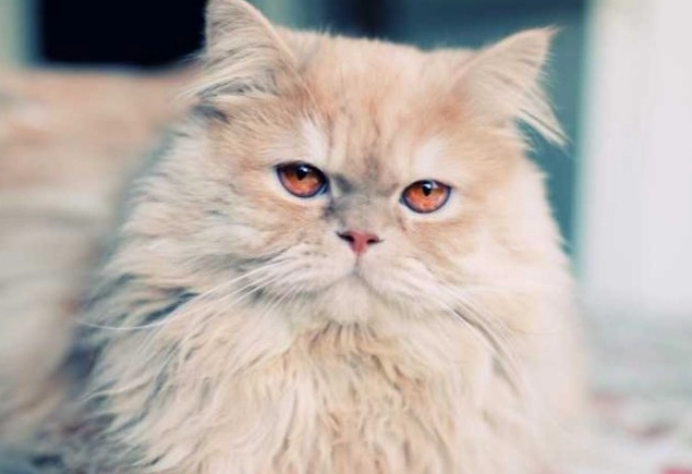 Ragdoll Persian mix temperament Ragdoll Persian mix temperament