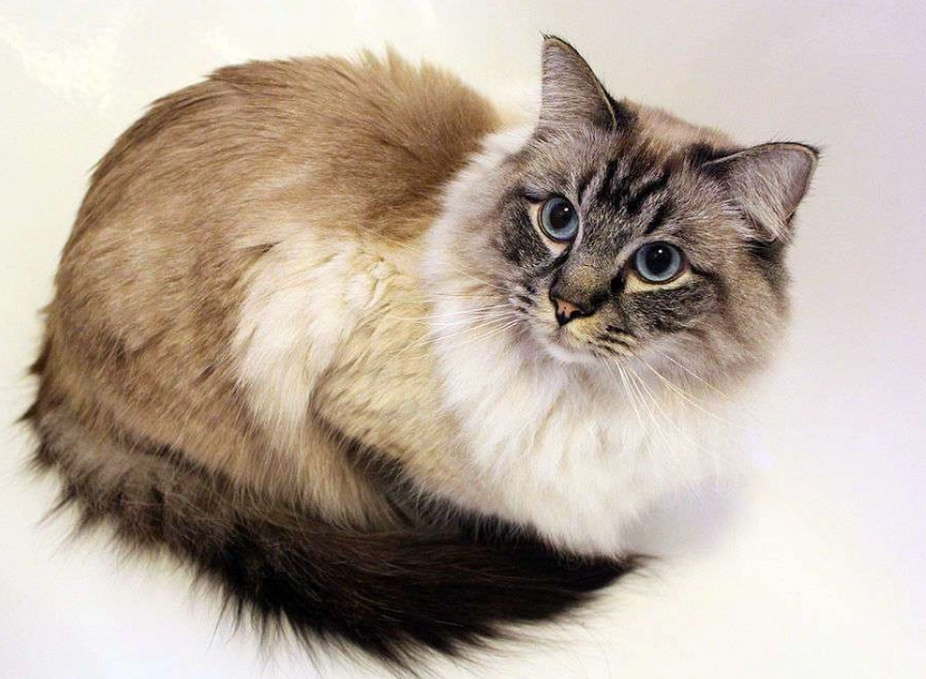 Ragdoll tabby mix personality