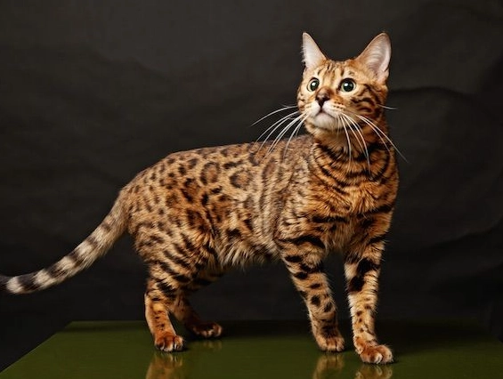 Bengal personality type Bengal personality type