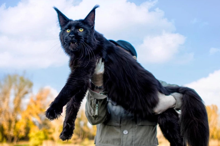 large cat breeds large cat breeds