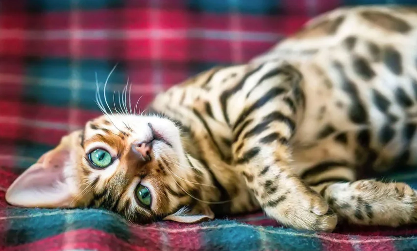 Bengal cat price