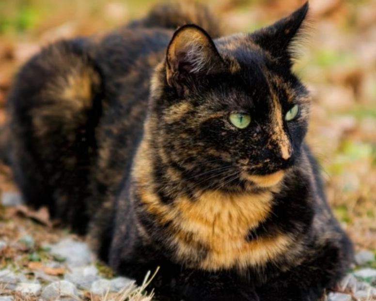 tortie cat male price tortie cat male price