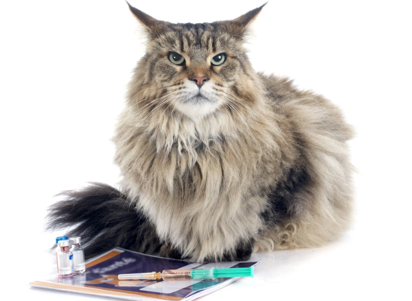 How much is a Maine Coon