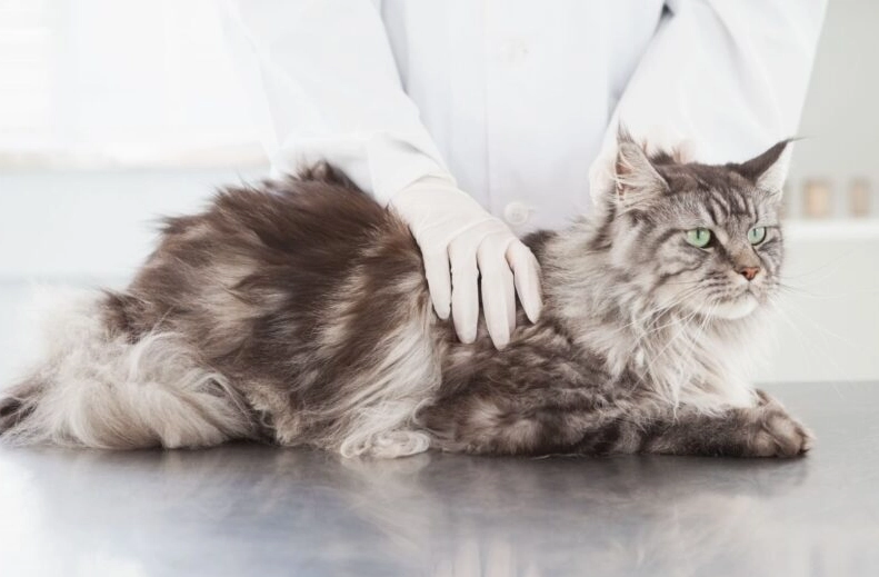 Maine Coon heart disease