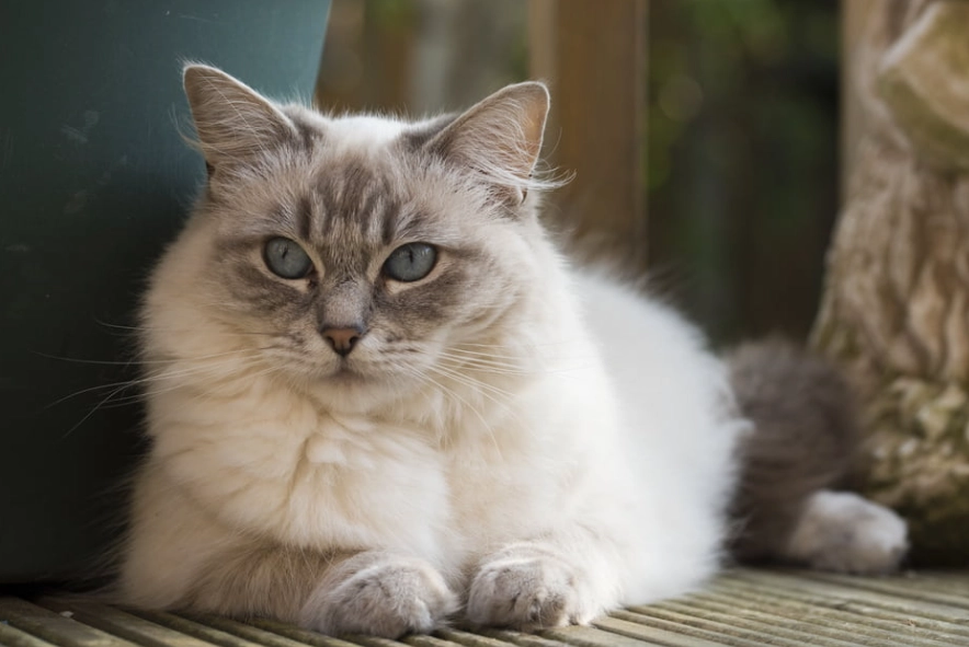 Ragdoll cross tabby cat