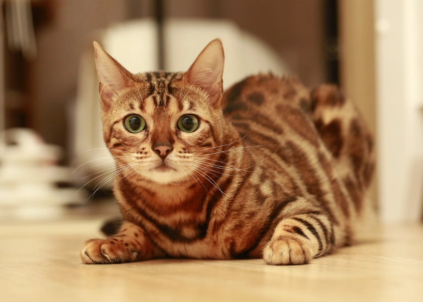 female Bengal cat temperament