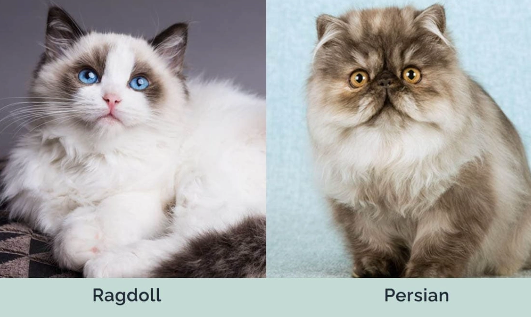 Ragdoll Persian Mix Personality: A Complete Owner's Guide