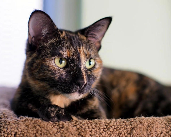 male tortoiseshell cat