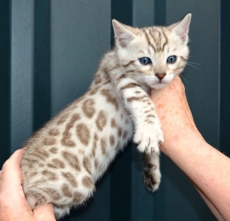 spotted Bengal cat