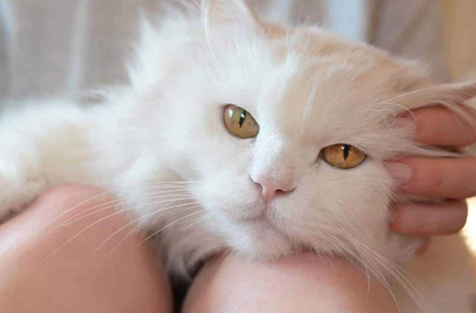 cat breed cost cat breed cost